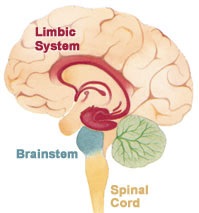 The limbic system