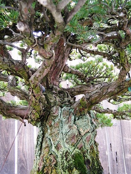 Hiroshima survivor tree