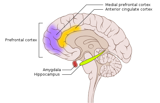 Diagram of brain showing the amygdala, hippocampus and prefrontal cortex