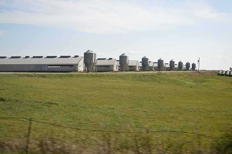 A row of industrial buildings and surrounding grassy land on a CAFO (factory farm) owned by Smithfield Foods