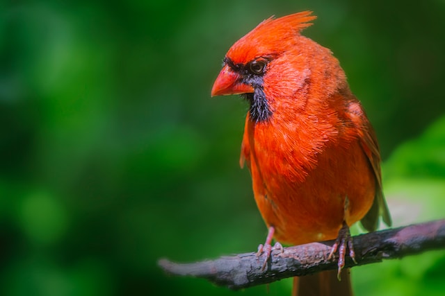 Cardinal perched on a branch in Central Park, New York in front of green background