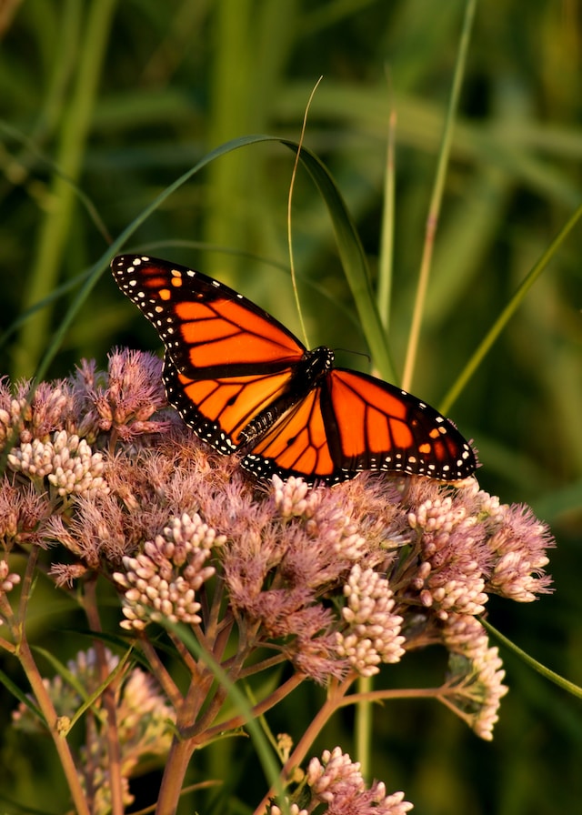 Close-up photo of monarch butterfly on flower