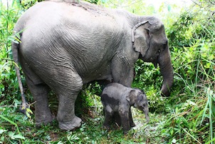 Asian Elephant and baby