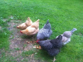 BookBrowse Editor, Tamara Smith's Backyard Chickens