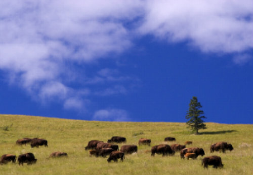 Big Sky Country, Montana