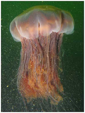 Lion's Mane Jellyfish