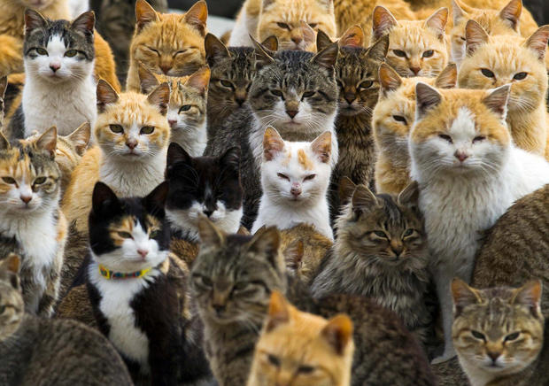 A group of cats on Japan's Aoshima Island