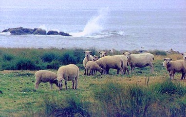 Sheep raised on Nash Island in Maine