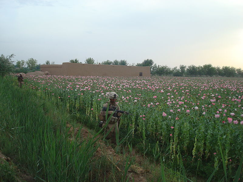 US Marines in poppy fields in Afghanistan