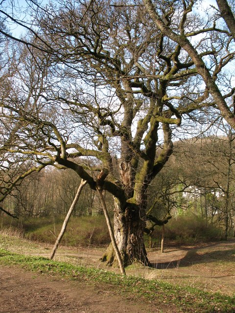 The Birnam Oak shown from a distance, lower branches propped on crutches