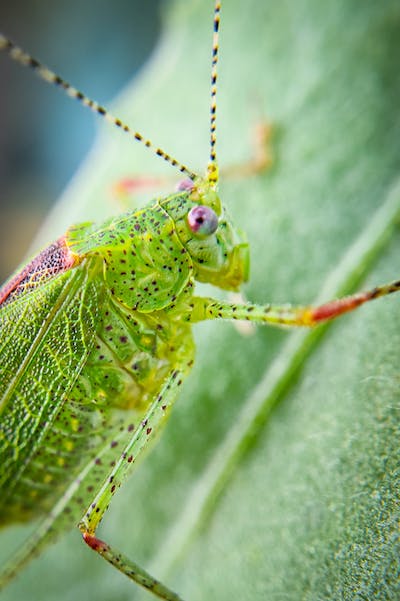 Close up picture of bright green cricket on a leaf
