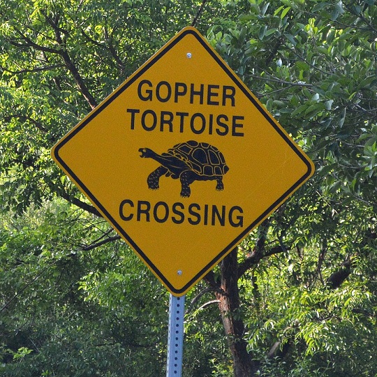 A yellow road sign that says gopher tortoise crossing with a drawing of a tortoise