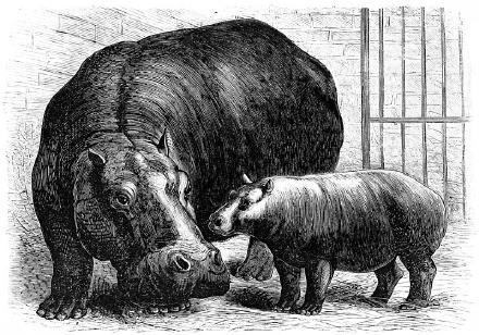 An engraving of a mother and baby hippo, named Adhela and Guy Fawkes, from Popular Scientist Magazine 1873