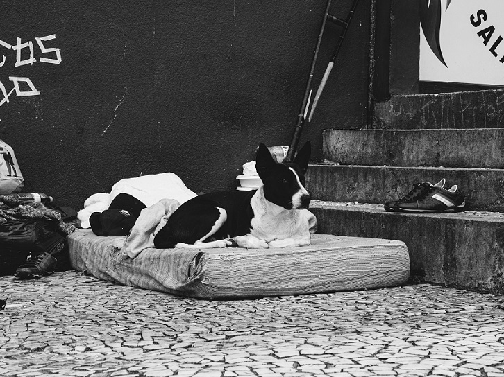 Black and white image of a dog on a mattress outdoors