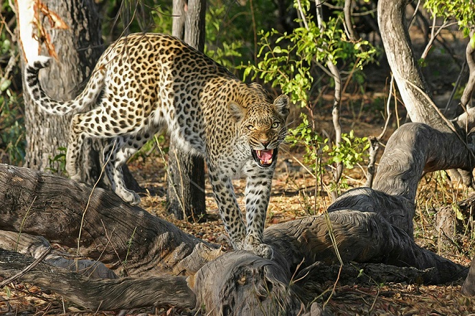 A leopard walking through underbrush