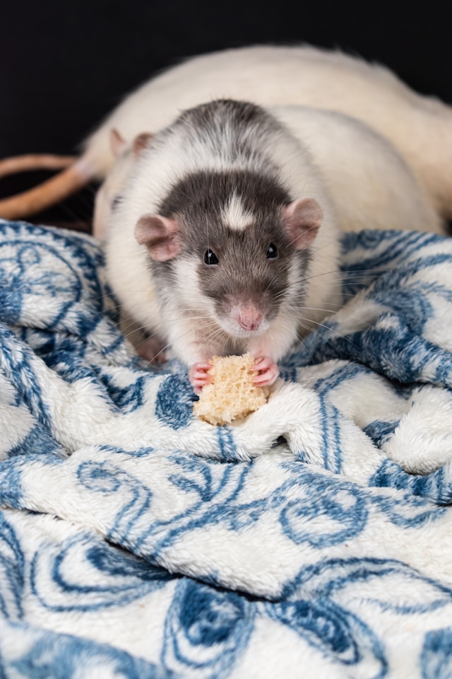 A rat eating a piece of food on a blanket